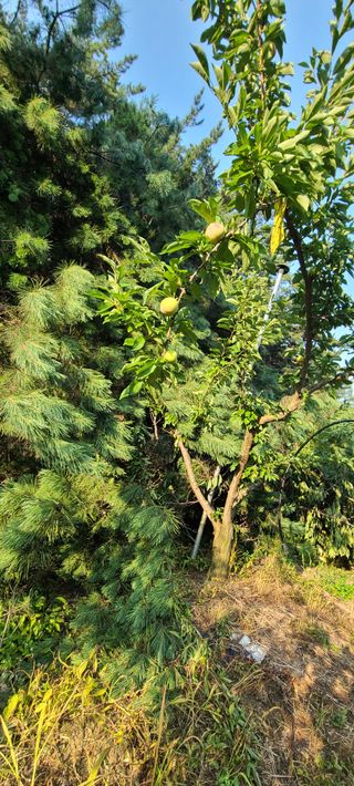 시연아빠님의 자유주제 · 자유게시판 작성글 사진