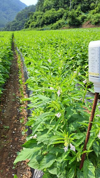 풀꽃향기님의 자유주제 · 자유게시판 작성글 사진