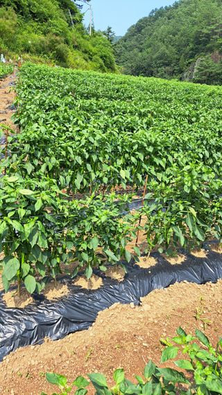 풀꽃향기님의 자유주제 · 자유게시판 작성글 사진