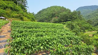 풀꽃향기님의 자유주제 · 자유게시판 작성글 사진