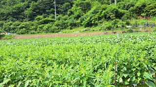 풀꽃향기님의 자유주제 · 자유게시판 작성글 사진