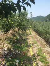 팜모닝 사과·품질 향상 게시글 이미지