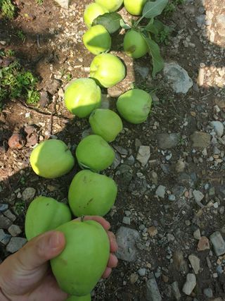 김인태님의 사과 · 품질 향상 작성글 사진