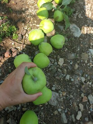 김인태님의 사과 · 품질 향상 작성글 사진