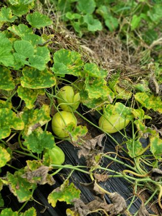 동읍새날농장님의 자유주제 · 자유게시판 작성글 사진