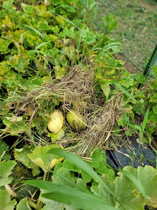 동읍새날농장님의 자유주제 · 자유게시판 작성글 사진