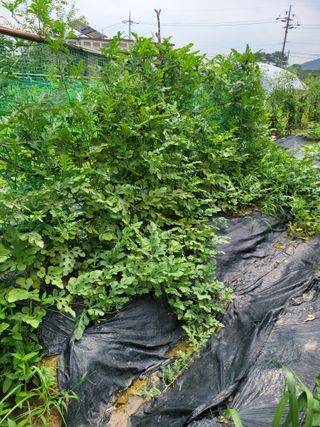 동읍새날농장님의 자유주제 · 자유게시판 작성글 사진