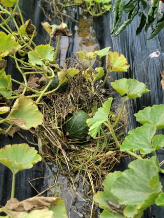 동읍새날농장님의 자유주제 · 자유게시판 작성글 사진