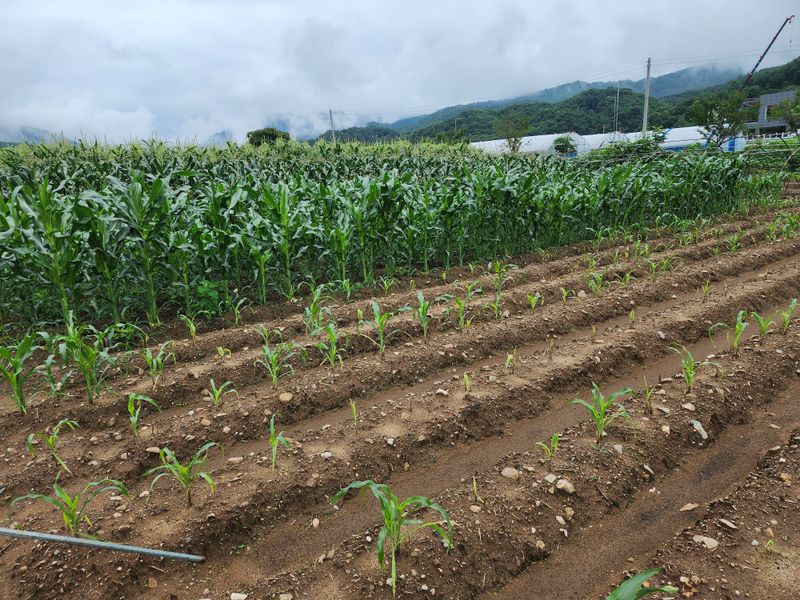장터 상품 [찰옥수수] 썸네일