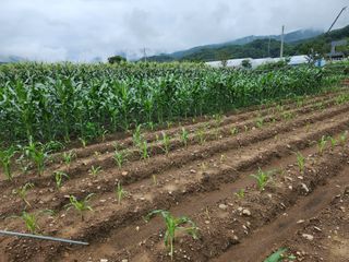 강촌지기님의 작성글 사진