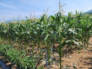 강촌지기님의 작성글 사진