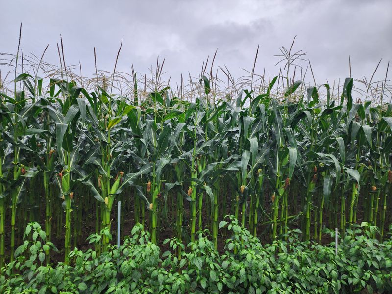 강촌지기님의 장터 판매 상품 [찰옥수수] 첨부 사진