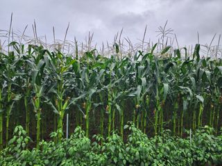 강촌지기님의 작성글 사진