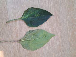 문현숙님의 고추 · 병해충상담 작성글 사진