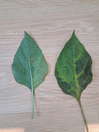 문현숙님의 고추 · 병해충상담 작성글 사진