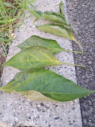 문현숙님의 고추 · 병해충상담 작성글 사진