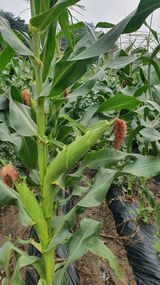 팜모닝 옥수수·영농일지 게시글 이미지