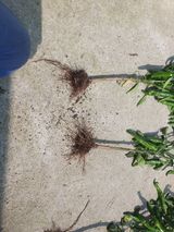 팜모닝 고추·비료•농약 게시글 이미지