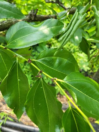 이효훈님의 기타작물 · 병해충상담 작성글 사진