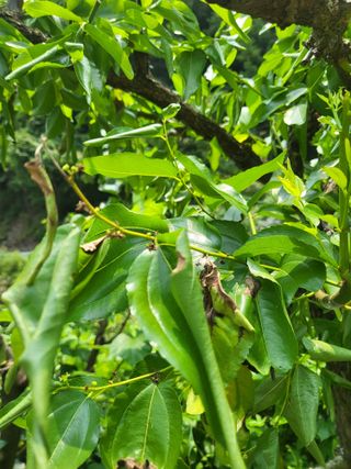 이효훈님의 기타작물 · 병해충상담 작성글 사진