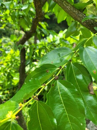 이효훈님의 기타작물 · 병해충상담 작성글 사진