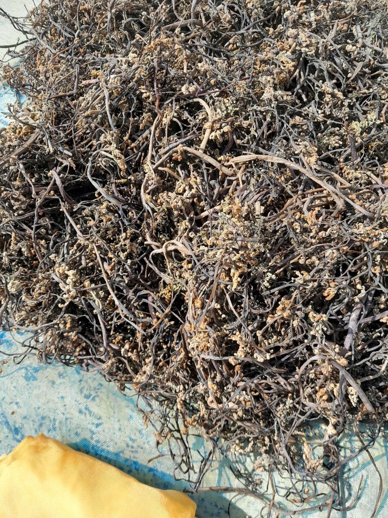 이은숙 님의 장터 판매 상품 [건고사리 100그람 ] 첨부 사진