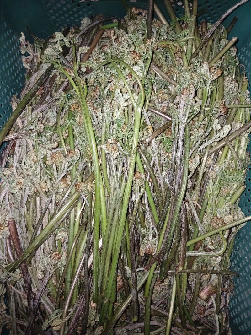 이은숙 님의 장터 판매 상품 [건고사리 100그람 ] 첨부 사진