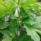 팜모닝 자유주제·자유게시판 게시글 이미지