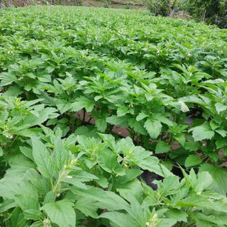 박수연님의 자유주제 · 자유게시판 작성글 사진