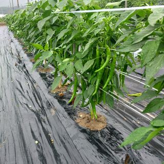 박수연님의 자유주제 · 자유게시판 작성글 사진