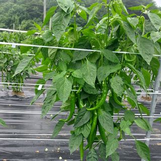 박수연님의 자유주제 · 자유게시판 작성글 사진