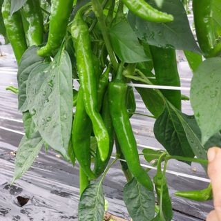 박수연님의 자유주제 · 자유게시판 작성글 사진