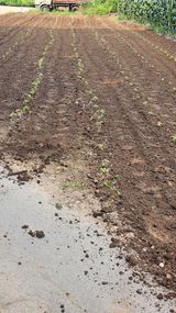 팜모닝 들깨·영농일지 게시글 이미지