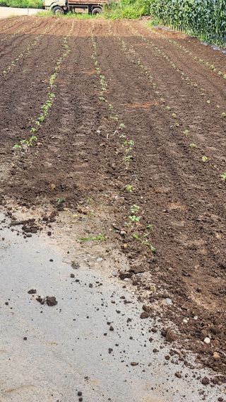 매실16290님의 들깨 · 영농일지 작성글 사진