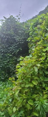 팜모닝 기타작물·영농일지 게시글 이미지