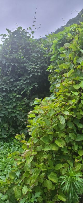 오미자사랑님의 기타작물 · 영농일지 작성글 사진