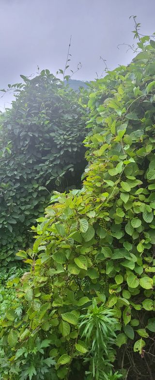 오미자사랑님의 기타작물 · 영농일지 작성글 사진