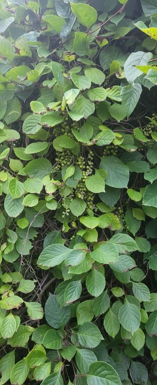 오미자사랑님의 기타작물 · 영농일지 작성글 사진