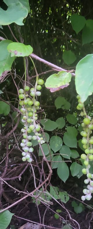 오미자사랑님의 기타작물 · 영농일지 작성글 사진