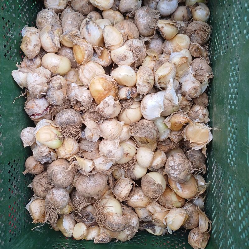 삼성농산님의 장터 판매 상품 [(완료)코끼리마늘 종자용.식용 판매] 첨부 사진