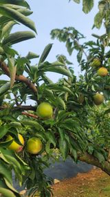 팜모닝 자유주제·자유게시판 게시글 이미지