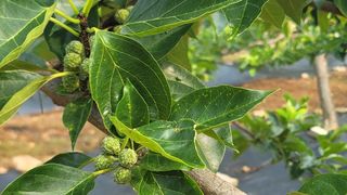 차여사농원 머슴님의 자유주제 · 자유게시판 작성글 사진