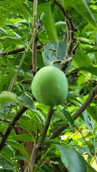 차여사농원 머슴님의 자유주제 · 자유게시판 작성글 사진