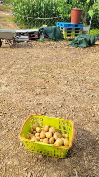 차여사농원 머슴님의 자유주제 · 자유게시판 작성글 사진