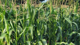 차여사농원 머슴님의 자유주제 · 자유게시판 작성글 사진