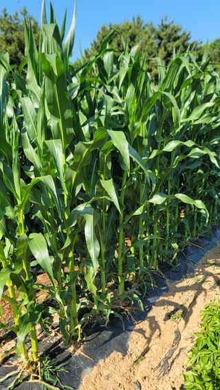 차여사농원 머슴님의 자유주제 · 자유게시판 작성글 사진