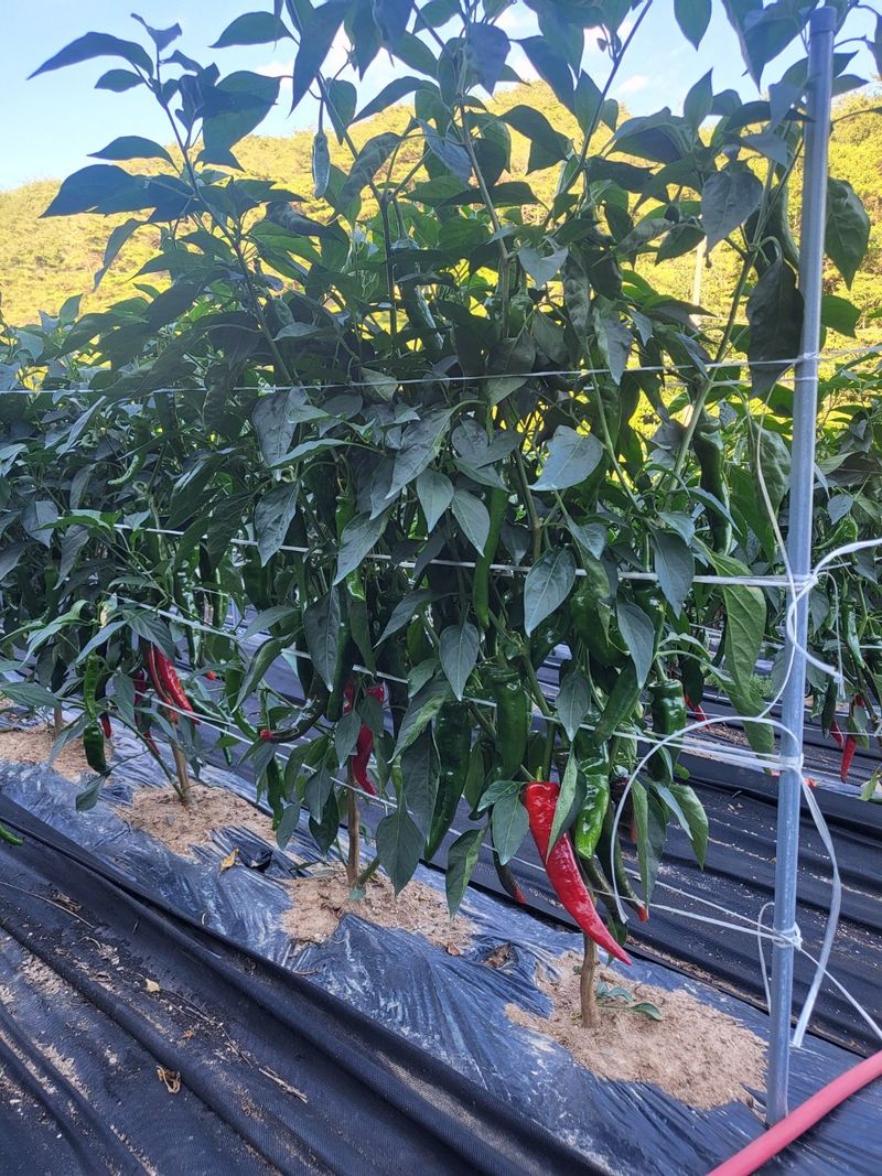 박수정님의 장터 판매 상품 [중간맛고추가루600그램] 첨부 사진