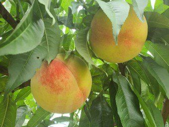 장터 상품 [백도 딱딱이 5kg[판매완료]] 썸네일