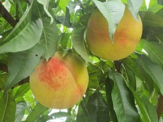 김명옥님의 작성글 사진