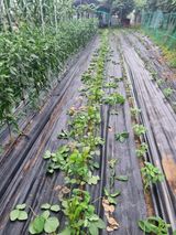 팜모닝 자유주제·자유게시판 게시글 이미지